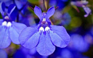 Showy, bright blue flowers are in the axils of leafy bracts and form an elongated cluster on a leafy stem.