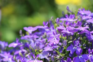 Showy, bright blue flowers are in the axils of leafy bracts and form an elongated cluster on a leafy stem. Each flower is split into two lips - the upper lip has two segments and the lower lip has three.