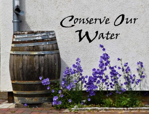 Go native with plants: Nature’s solution for water conservation