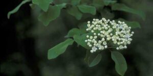 Blackhaw Viburnum prunifolium