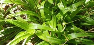 Carex plantaginea - Seersucker Sedge has eye-catching foliage and a mounded form about 1 foot in width with a height of 6 to 12 inches.