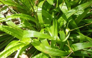 Carex plantaginea - Seersucker Sedge has eye-catching foliage and a mounded form about 1 foot in width with a height of 6 to 12 inches.