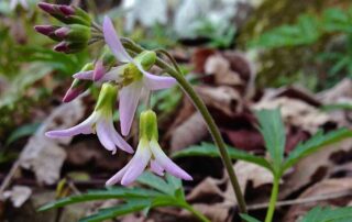 Toothwort blooms in dappled sunlight before the trees fill out and then requires part shade to full shade in summer. Preferring a moist humusy, well-drained soil, medium watering will mimic its native rich deciduous forests