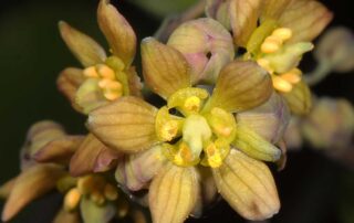 Also known as Yellow Ginseng, this woodland perennial has three seasons of interest! Smoky purple stems and yellow flowers in spring