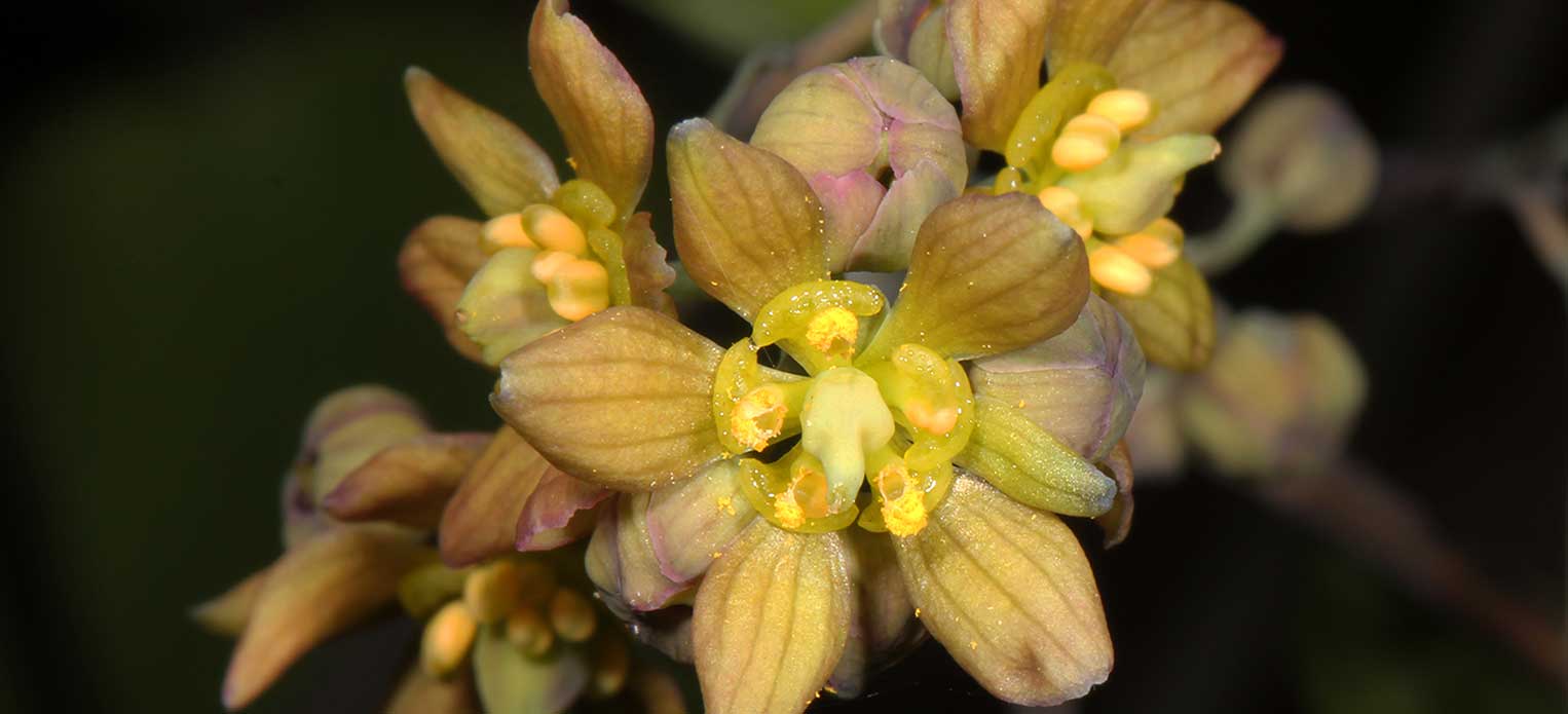 Also known as Yellow Ginseng, this woodland perennial has three seasons of interest! Smoky purple stems and yellow flowers in spring