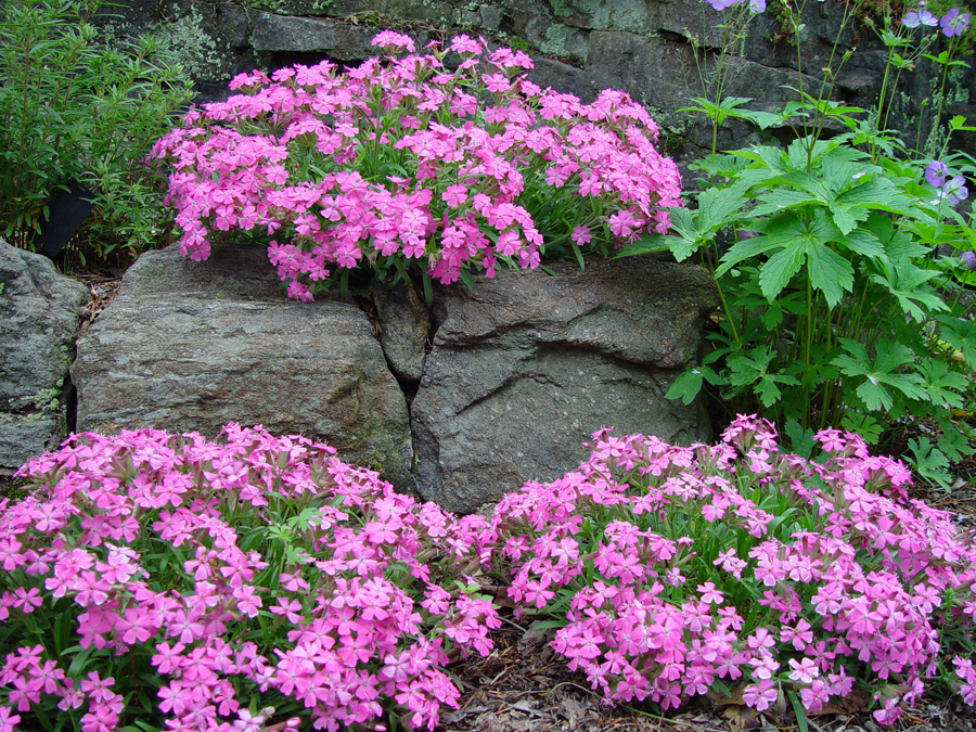 Wild Pink prefers well-drained, acidic to neutral, sandy, or gravelly soils in full sun to partial shade. As the plant matures, it is more drought and dry soil tolerant. They will do well in rock gardens or the front of the border.