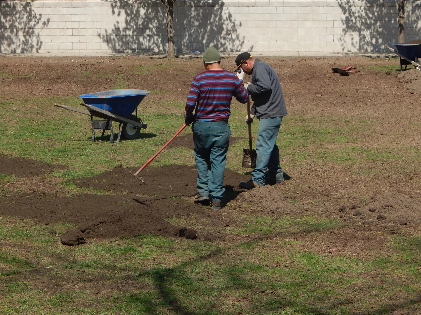 Reseeding lawns can also help with any bare spots in your grass. To reseed your lawn, fill in bare spots with topsoil before you overseed.