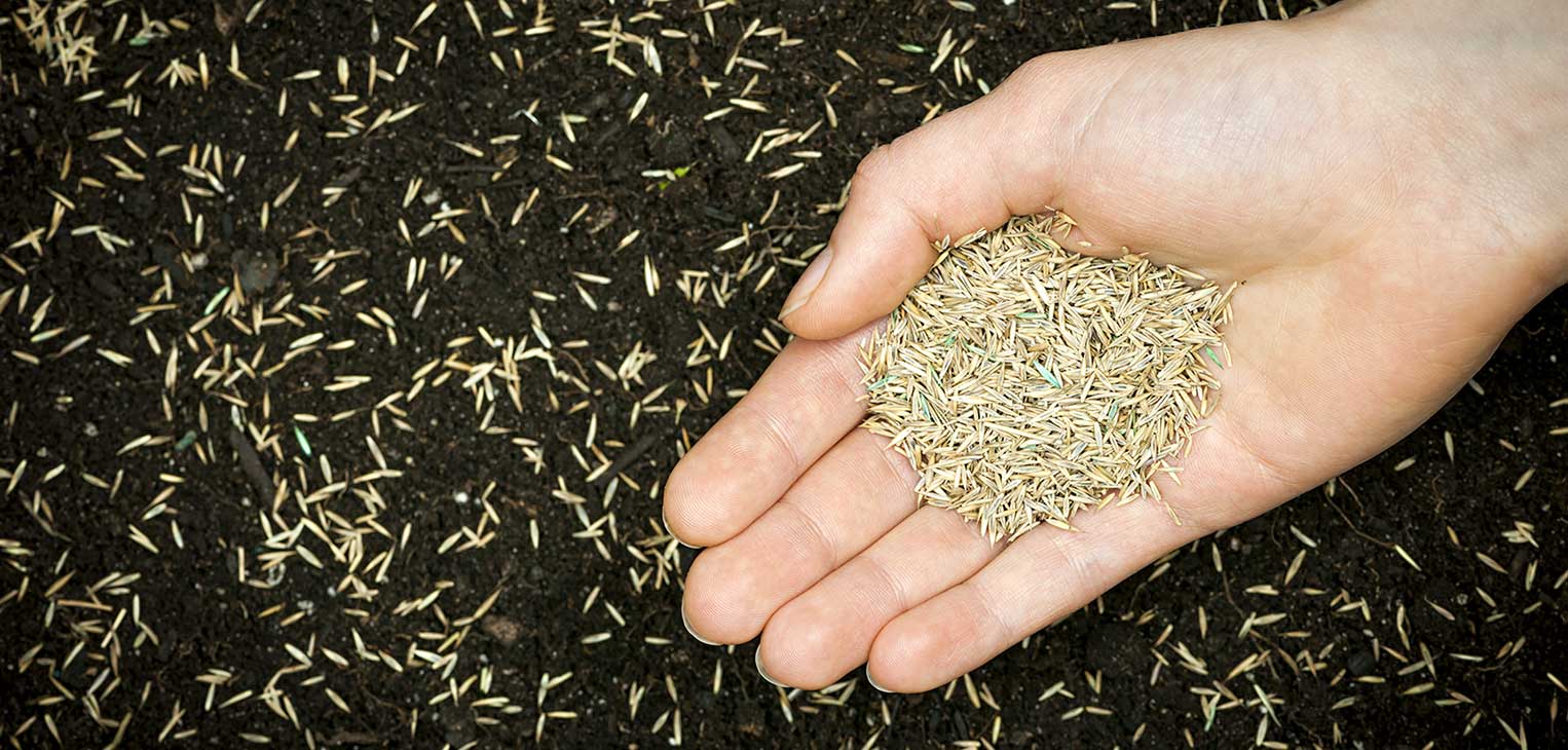 The best time to overseed cool-season lawns is the fall. The warm soil temps from summer coupled with cooler daytime and nighttime temperatures makes the perfect environment for new grass seeds to germinate and thrive. 