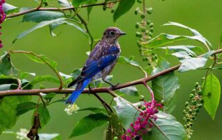 Eastern bluebirds eat fruits, including those of fruit of blackberry, elderberry, honeysuckle, dogwood, raspberry, mountain ash, pokeweed, Bradford pear, wild grapes and many other plants.