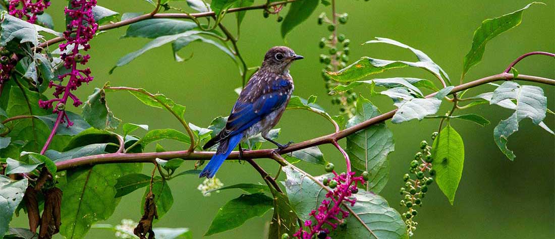 Eastern bluebirds eat fruits, including those of fruit of blackberry, elderberry, honeysuckle, dogwood, raspberry, mountain ash, pokeweed, Bradford pear, wild grapes and many other plants.