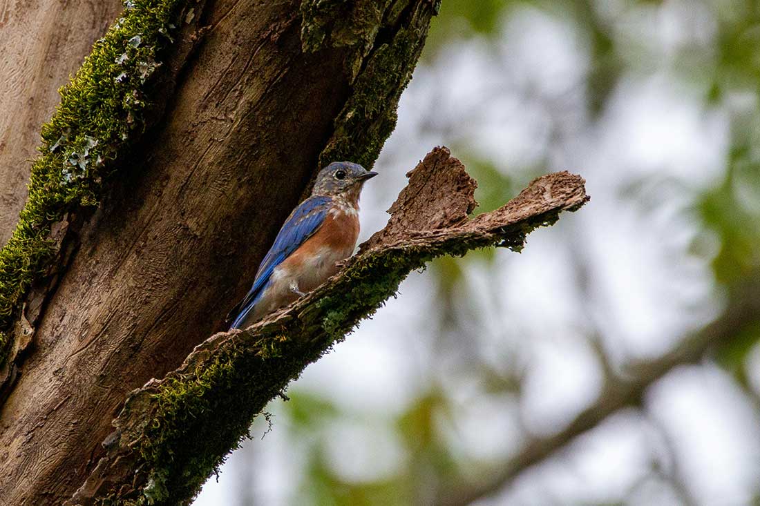 Understanding the potential impact of climate change on Eastern Bluebird migration patterns is crucial for conservation efforts and protecting their populations in the face of changing environmental conditions.