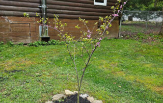 Of the ten saplings planted, six of them survived and are now showing sustained and healthy growth.