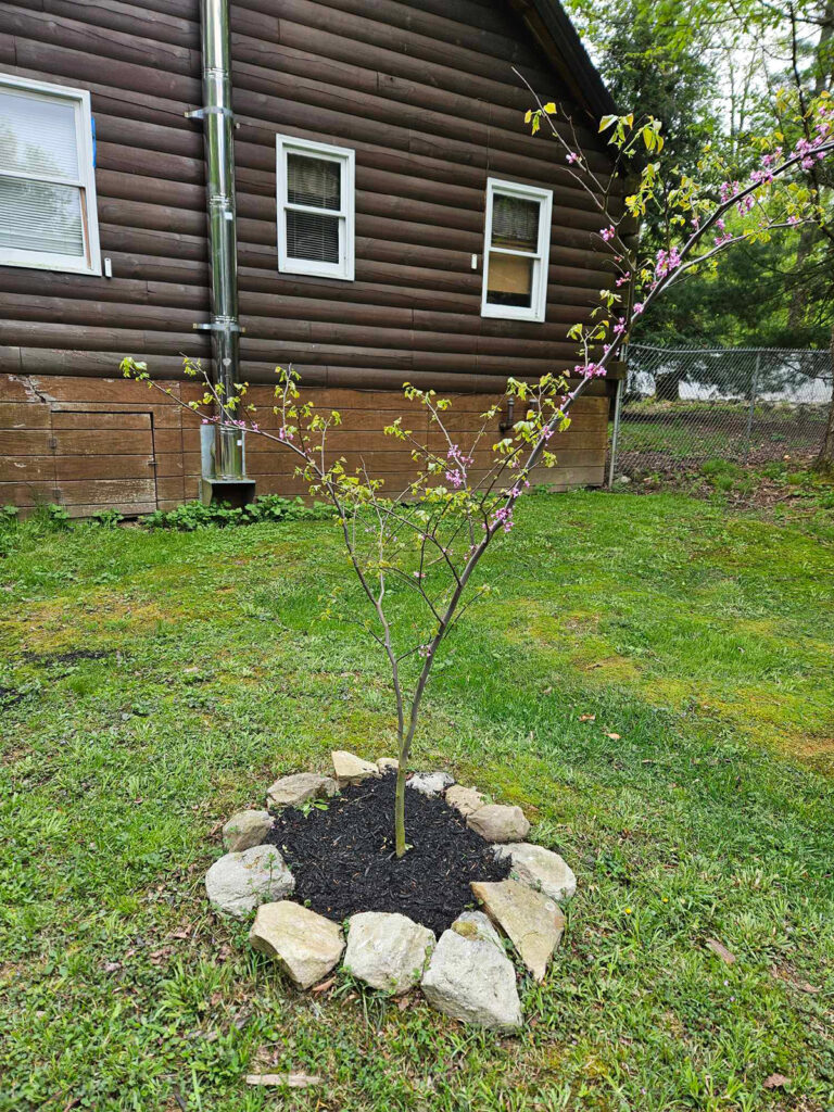 Eastern Redbud Growth - Lincoln Landscaping