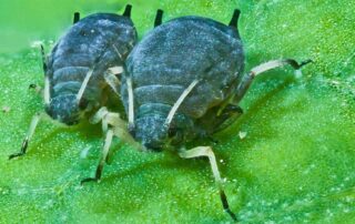 There is a wide variety of aphid species, which feed on vegetables, garden plants, shrubs and trees