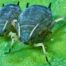 There is a wide variety of aphid species, which feed on vegetables, garden plants, shrubs and trees