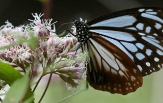 Eupatorium perfoliatum is a dramatic Accent for a Wildlife Garden