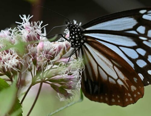 Boneset eupatorium perfoliatum