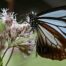 Eupatorium perfoliatum is a dramatic Accent for a Wildlife Garden