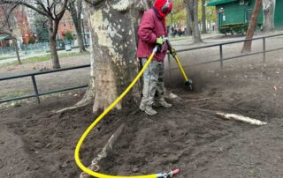 Sustainable Tree Care - resolving the ramifications of root collars and mulch volcanos surrounding a tree.