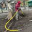 Sustainable Tree Care - resolving the ramifications of root collars and mulch volcanos surrounding a tree.