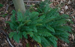 Consider using it as a groundcover, or as a terrific evergreen accent around other deciduous and ephemeral woodland plants.