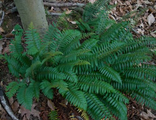 Christmas Fern – polystichum acrostichoides