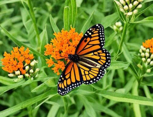 Butterfly Weed