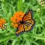 Asclepias tuberosa is one of the best nectar plants for a wide variety of pollinators.