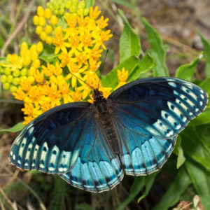Milkweed is a food source for pollinators like butterflies, bees, and hummingbirds. It provides nectar, leaves, and roots.