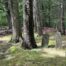 1800s Slave Cemetery, Hidden In Mahwah Woods, Is Restored By Boy Scout And Volunteers