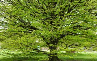 The most climate-adaptable of our native trees, Americn Hornbeam is found in both upland and floodplain forests throughout eastern North America.