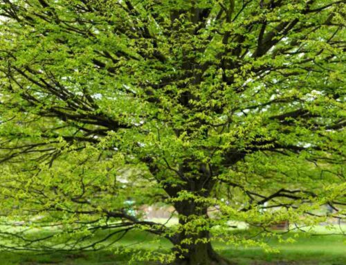 American Hornbeam