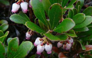 The glossy dark green foliage of Bearberry is somewhat evergreen – turning a purplish bronze color in the winter and greening-up again in the spring.