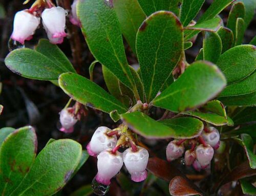 Bearberry – arctostaphylos uva-ursi