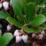 The glossy dark green foliage of Bearberry is somewhat evergreen – turning a purplish bronze color in the winter and greening-up again in the spring.