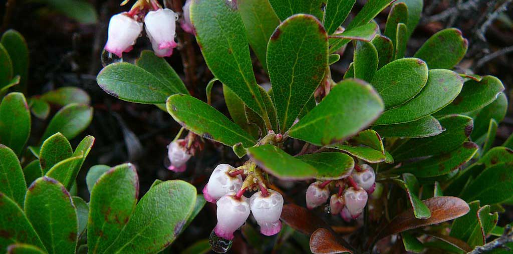 The glossy dark green foliage of Bearberry is somewhat evergreen – turning a purplish bronze color in the winter and greening-up again in the spring.