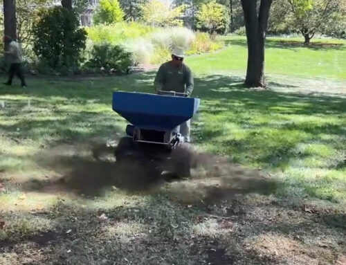 Autumn Lawn Restoration
