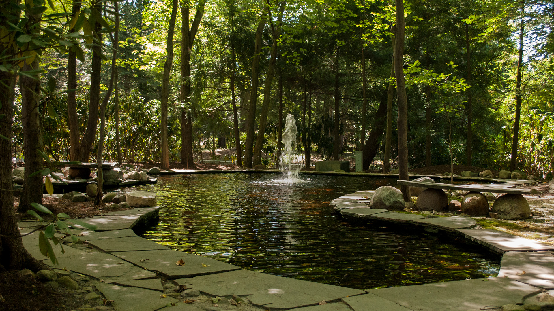 Photo of a pool in a yard with trees around it. An example of organic property maintenance.